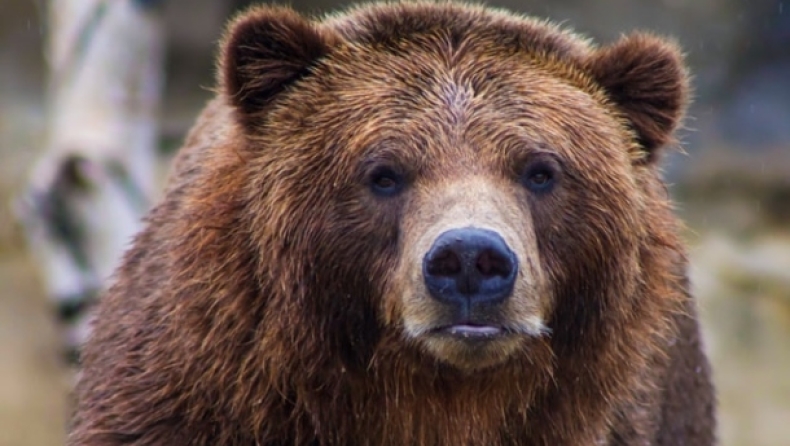 Σοκαριστικό περιστατικό στις ΗΠΑ: Οδηγός άγριας φύσης πεθαίνει μέρες μετά την επίθεση καφέ αρκούδας