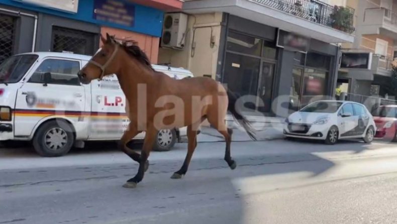 Άλογο έτρεχε μόνο του στο κέντρο της Λάρισας (vid)