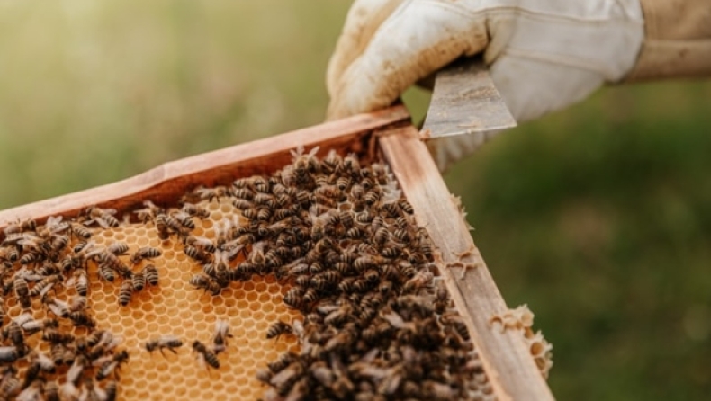​O 26χρονος Χάρης, ο πιο viral μελισσοκόμος του TikTok, εξηγεί γιατί δεν τον τσιμπάνε οι μέλισσες