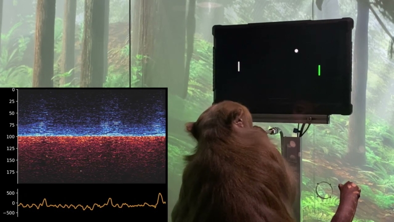 H Neuralink του Ίλον Μασκ παρουσίασε μια μαϊμού να παίζει videogame μέσω του νου της (vid)