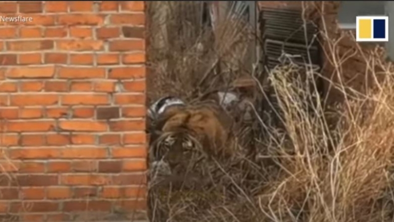 Τίγρης της Σιβηρίας επιτίθεται σε αυτοκίνητο και σε αγρότη: Την έπιασαν με ηρεμιστικά βέλη (vid)