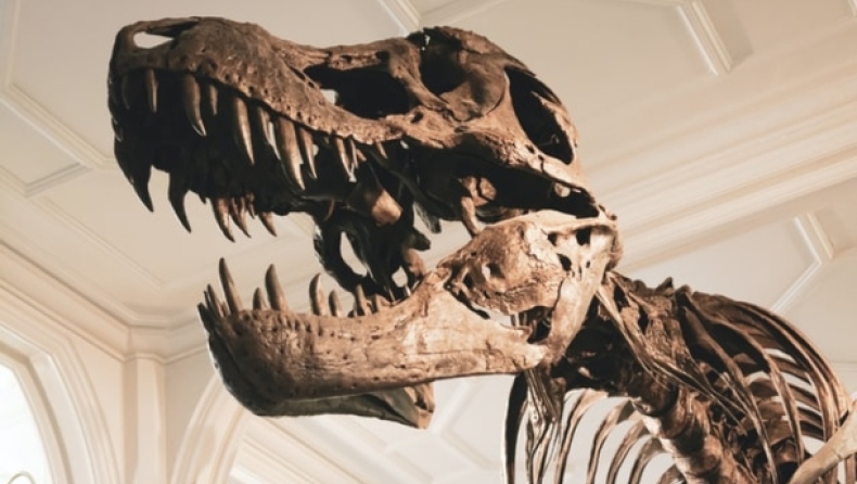 Οι τυραννόσαυροι ήταν κοινωνικοί: Κυνηγούσαν σε κοπάδια, σύμφωνα με νέα έρευνα