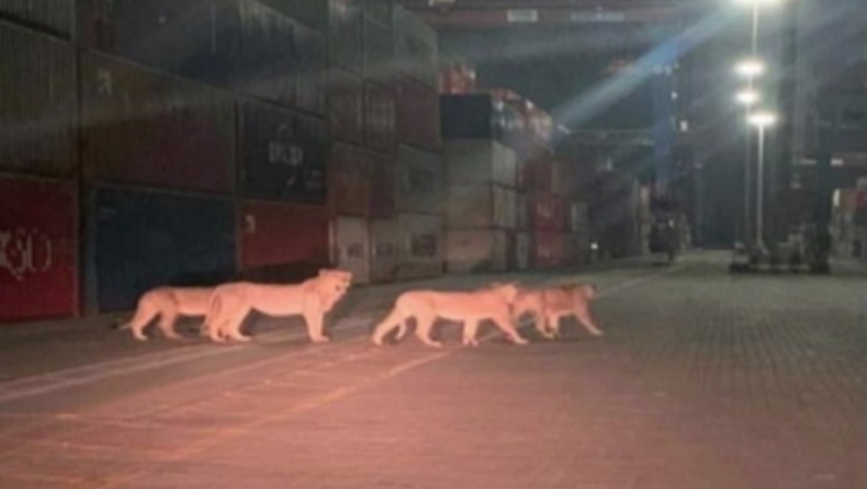 «Λιοντάρια δραπέτευσαν στο λιμάνι του Πειραιά»: Κινητοποίηση και fake news (pic)