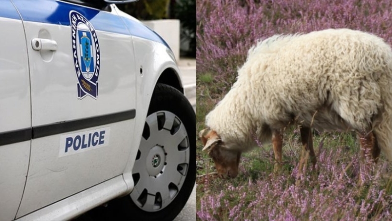 Μαλλιοτραβήγματα στην Κρήτη για ένα πρόβατο: Ακολούθησαν μαγκουριές και συλλήψεις