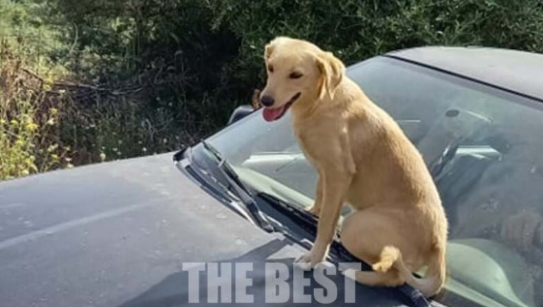 Πίστος φίλος: Σκύλος στην Αχαΐα δεν έφευγε από το αυτοκίνητο που θα μετέφερε το τραυματισμένο αφεντικό του (pics)