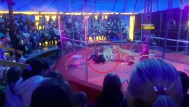 Λιοντάρι σε τσίρκο επιτέθηκε στον εκπαιδευτή του, μπροστά σε γονείς και παιδιά (vid)