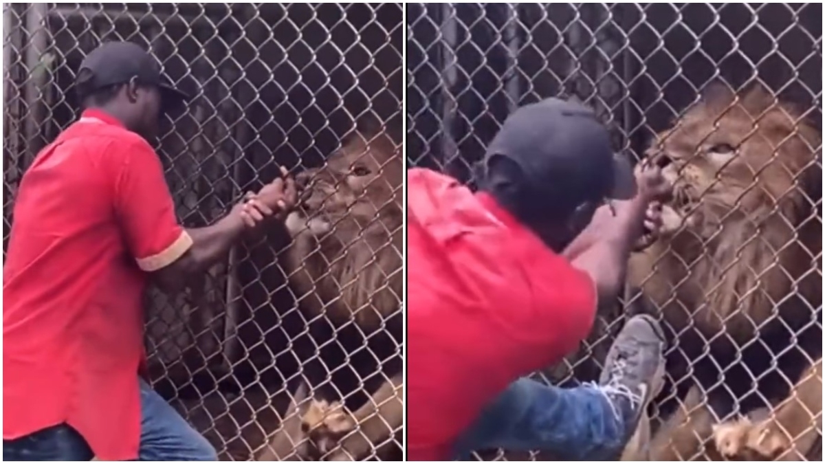 Ασύλληπτο λάθος: Πείραζε με το χέρι του λιοντάρι και εκείνο του δάγκωσε το δάχτυλο (vid)