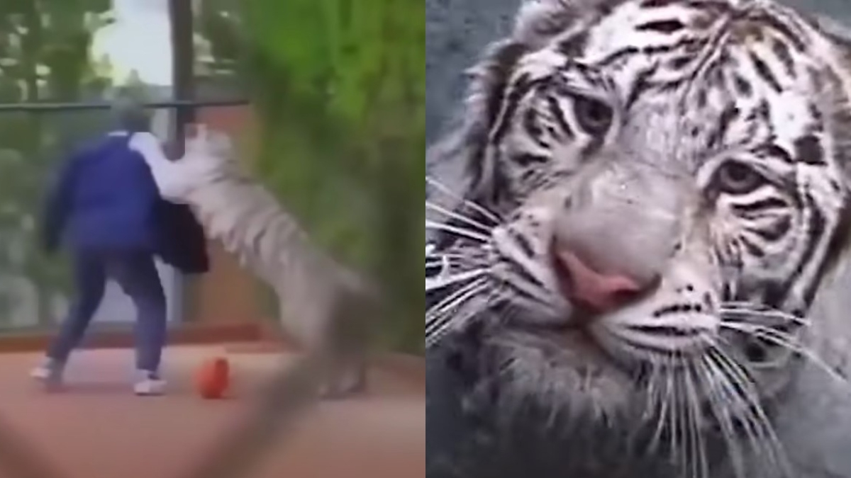 Ο Μάικ Τάισον έχασε τη διάσημη λευκή τίγρη του, μετά από επίθεση σε σκύλο γείτονά του (vids)