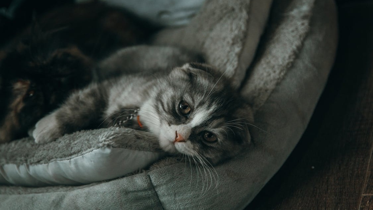 Ελεύθερος ο 64χρονος που κλώτσησε την αδέσποτη γάτα: «Πήγα να τη χαϊδέψω και με γρατζούνισε», είπε