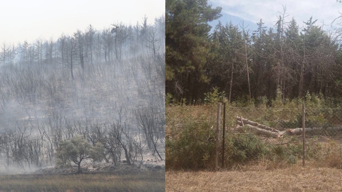 Εξωφρενική καταγγελία: Την ώρα που ο Έβρος καίγεται, κόβουν δέντρα για να φτιάξουν γυμναστήριο