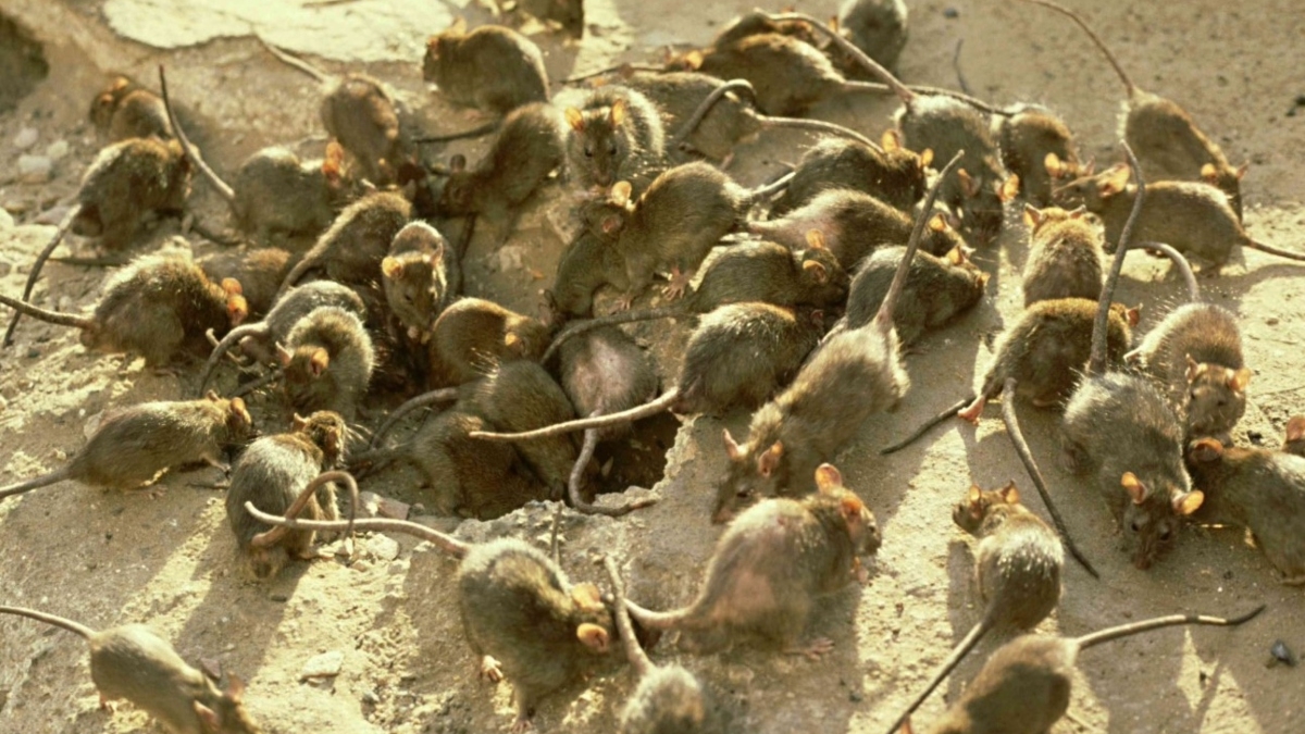 Τεράστιοι αρουραίοι προκαλούν τρόμο στην Αυστραλία καθώς η «πανούκλα» εξαπλώνεται σε όλη τη χώρα 