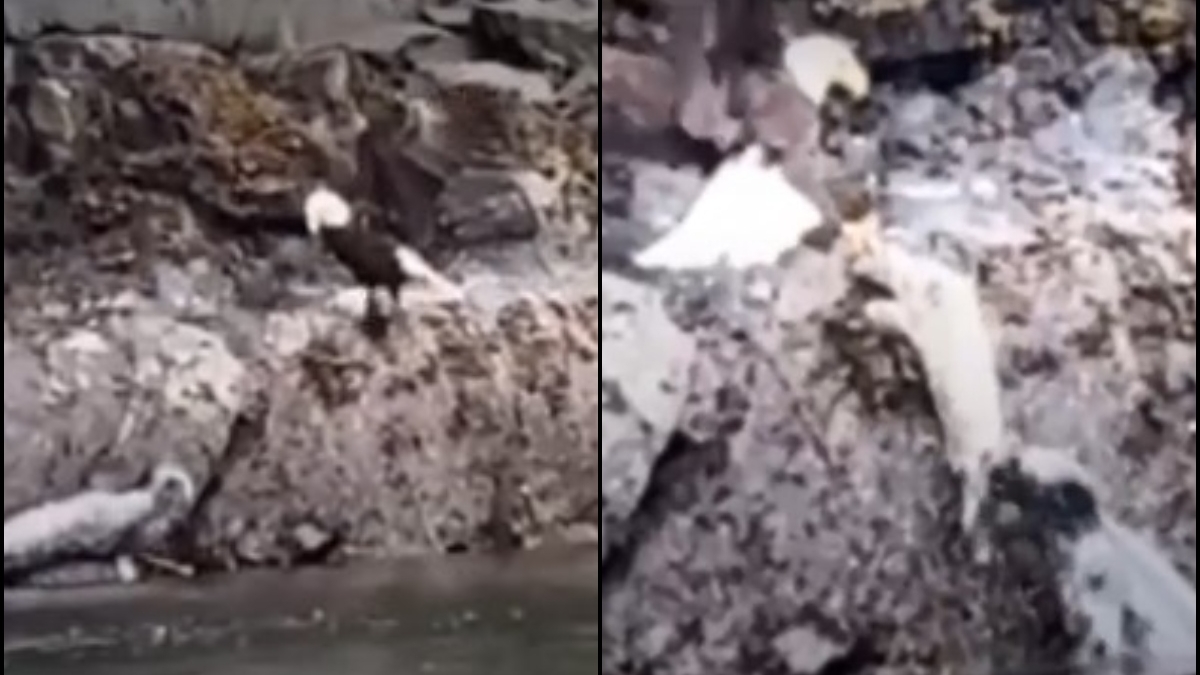 Η στιγμή που μητέρα φώκια σώζει το μωρό της από τεράστιο αετό (vid)