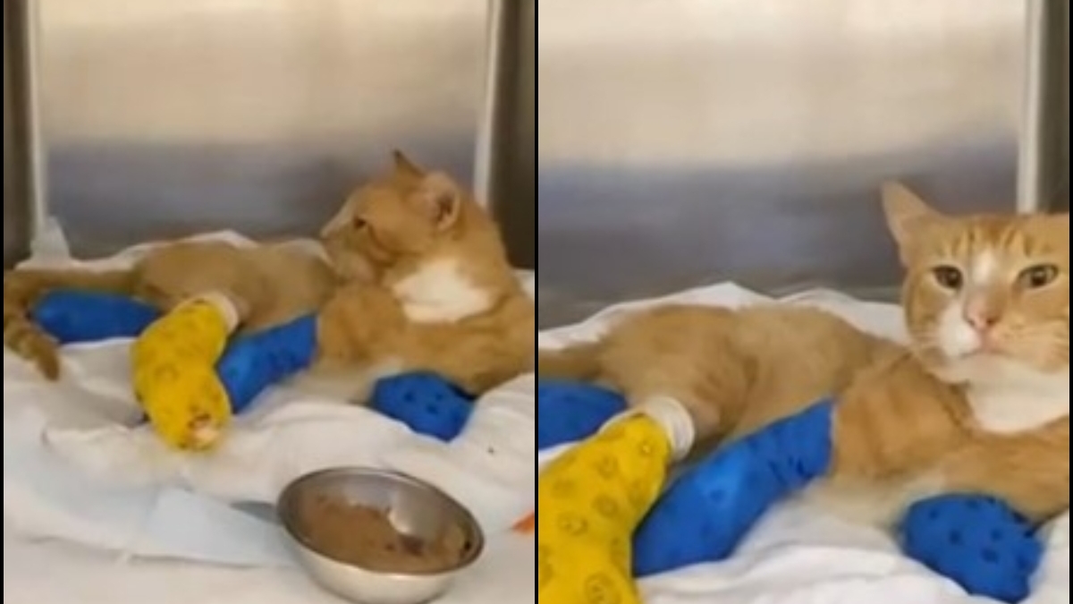 Αποτροπιασμός στη Θεσσαλονίκη: Έκοψαν τα τρία πόδια από γατάκι, «έγινε από ανθρώπινο χέρι» (vid)