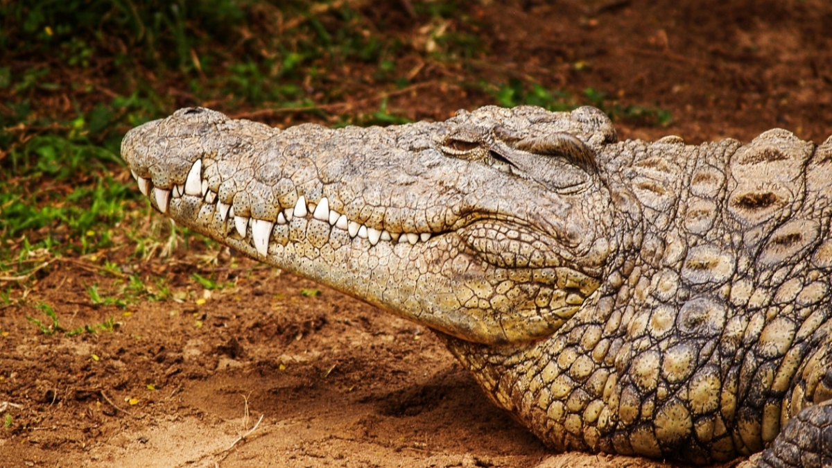 Τρομακτικό βίντεο: 53χρονος βρήκε φρικτό θάνατο μετά από επίθεση κροκόδειλου