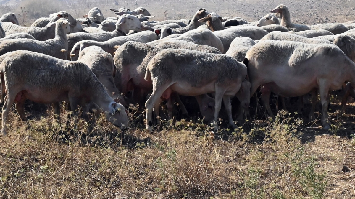 Έξω φρενών ο Μαγειρίας της Σεμερτζίδου: «Θα σας πλακώσω στις αγωγές, θα λέτε συγγνώμη και θα πληρώνετε»