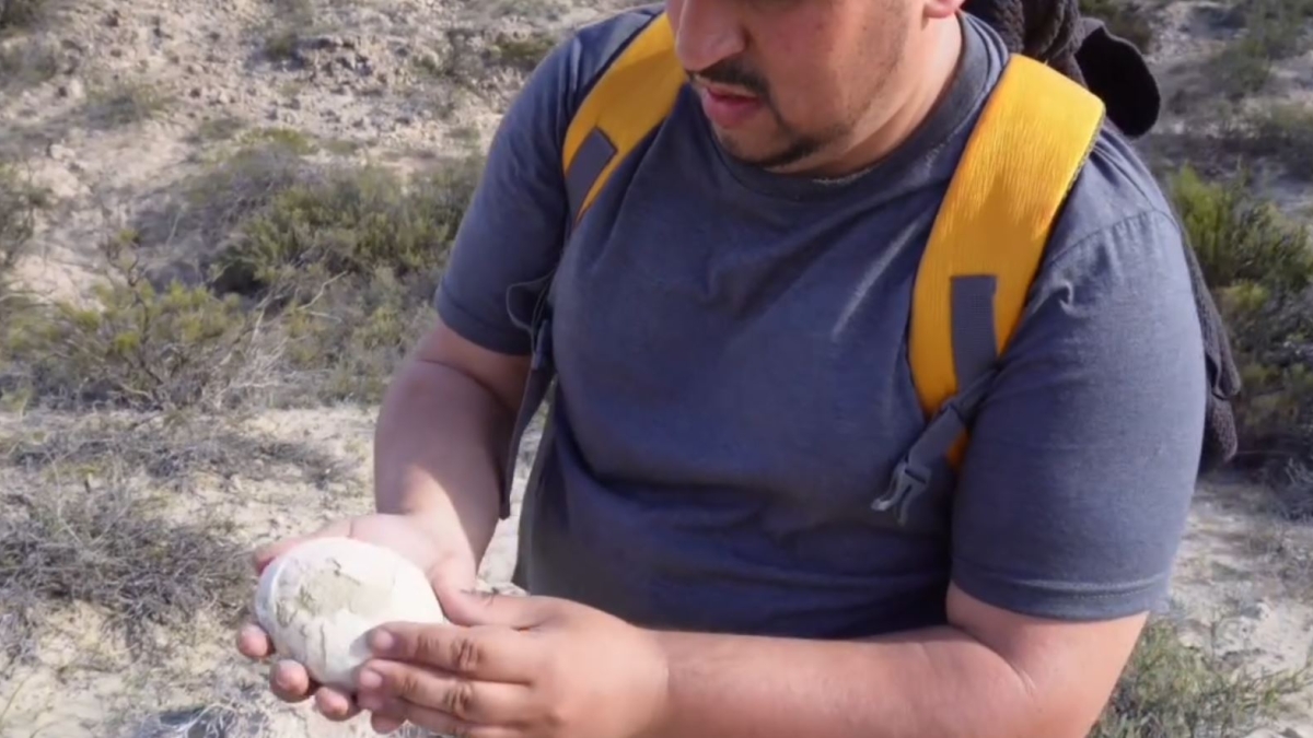Το Jurrasic Park παίρνει σάρκα και οστά: Αρχαιολόγοι ανακάλυψαν «τέλεια διατηρημένο» αυγό δεινοσαύρου 70 εκατ. ετών