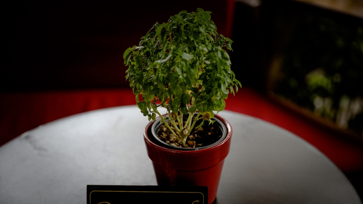 «Φύλλα βασιλικού»: Λογοτεχνικά αρώματα