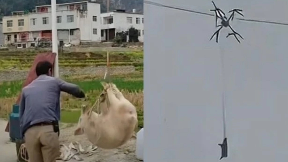 «Ιπτάμενο» γουρούνι προκάλεσε μπλακ-άουτ σε ένα ολόκληρο χωριό (vid)