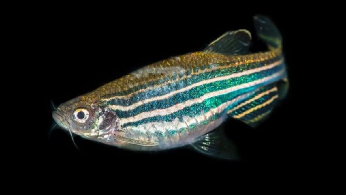 Το «τρίτο μάτι» που βοηθά τα ψάρια να προσανατολιστούν στο βάθος