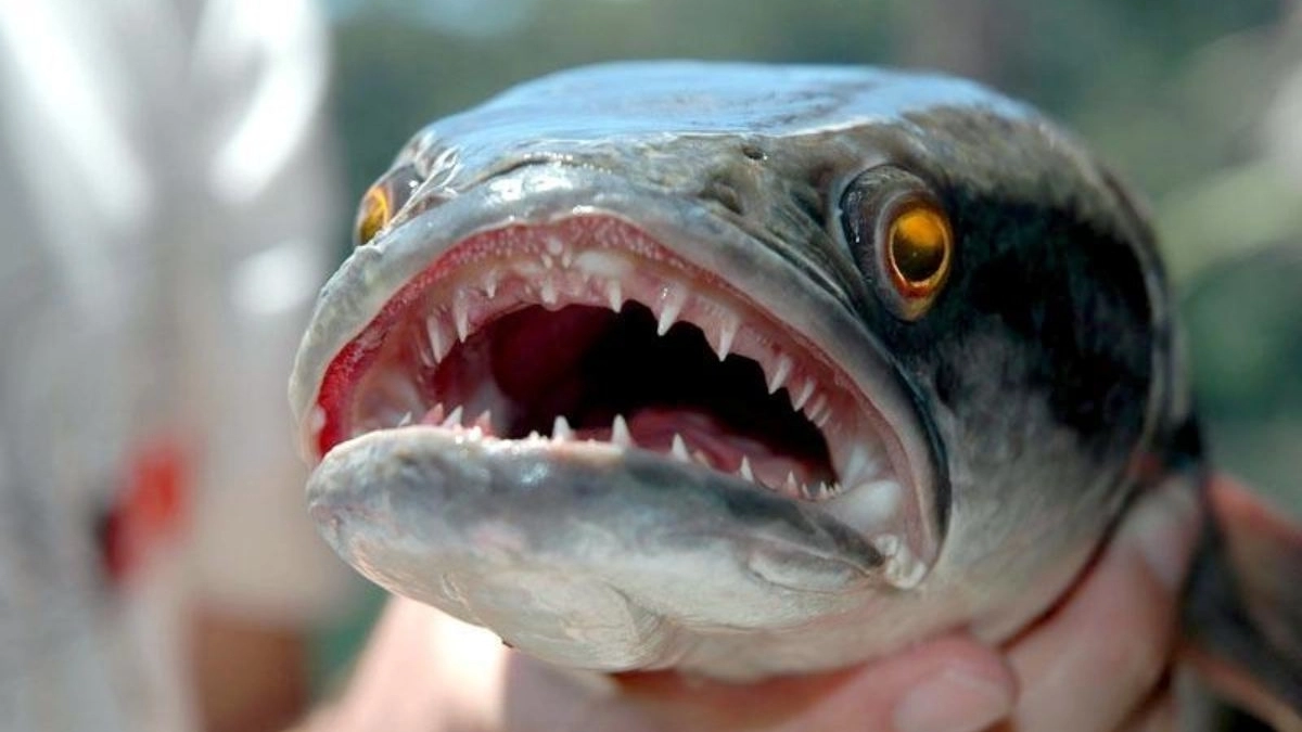 Northern snakehead, το λεγόμενο ψάρι-Φρανκενστάιν