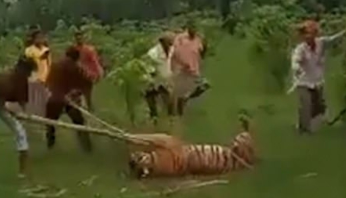 Εξαγριωμένος όχλος χτύπησε μέχρι θανάτου τίγρη που εισέβαλε σε χωριό και τραυμάτισε 9 ανθρώπους (pics & vid)