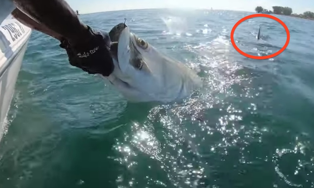 Η στιγμή που ένα καρχαρίας βουτάει ένα ασημόψαρο από τα χέρια ενός ψαρά (vid)
