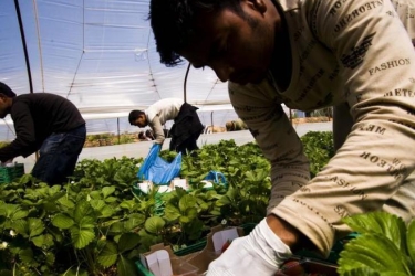 Νέες συμφωνίες για ξένους εργάτες γης - Άνοιξε η πλατφόρμα για αιτήσεις αδειών διαμονής