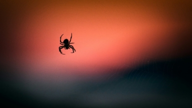 Ο πραγματικός λόγος που δεν πρέπει να σκοτώνετε τις αράχνες στο σπίτι σας (vid) 