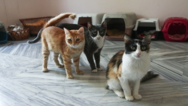 Καταγγελία από φιλόζωους στην Πάτμο: Άγνωστοι προκαλούν εγκαύματα σε γατάκια με οξύ