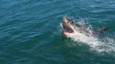 Τύπος θυμήθηκε τη στιγμή από επίθεση που δέχτηκε από λευκό καρχαρία: «Το μισό μου σώμα ήταν στο στόμα του» 