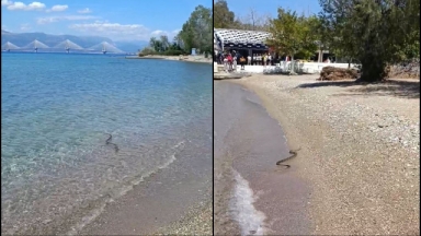 Τα «χρειάστηκαν» λουόμενοι σε παραλία της Πάτρας: Μεγάλο φίδι βγήκε από το νερό και προκάλεσε αναστάτωση (vid)