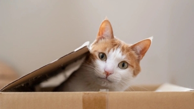 cats
