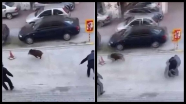 Αγριογούρουνο έκανε άνω κάτω την ΕΛ.ΑΣ: Σωριάστηκε αστυνομικός στην προσπάθεια να το πιάσει (vid)