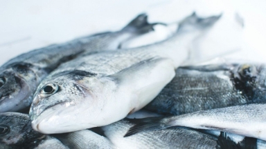 Κλιματική αλλαγή: Γιατί τα ψάρια ολοένα και μικραίνουν; 