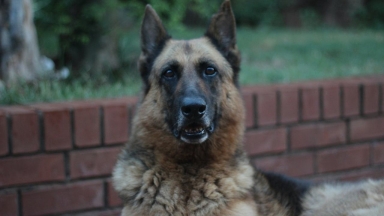 Τι ισχύει με την ηλικία του σκύλου: Μελέτη αποκαλύπτει πόσο πραγματικά μεγαλώνει