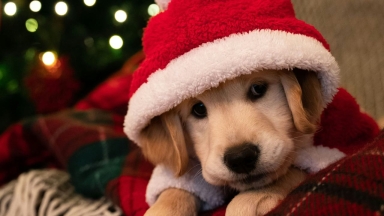 Τα χριστουγεννιάτικα τραγούδια που «μισεί» ο σκύλος: Ποια να προτιμήσετε (vid)