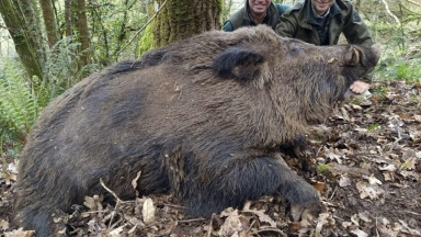Το θαύμα της φύσης: Ο «υπερ-αγριόχοιρος» που μπορεί να φτάσει τα 200 κιλά (vid)