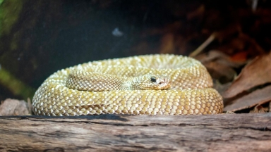 Γιατί τα φίδια δεν έχουν άκρα; Το εξελικτικό μυστήριο που λύνουν απολιθώματα και DNA (vid)