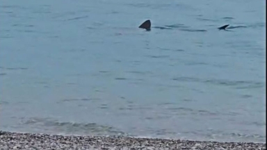 Καρχαρίας εμφανίστηκε στα ρηχά του Λουτρακίου: Έπαθαν πλάκα οι περαστικοί (vid)