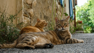 Το νησί των Κυκλάδων που προσφέρει δωρεάν διαμονή για φροντίδα αδέσποτων γατών: Απίστευτη η ζήτηση