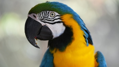 Χάθηκε παπαγάλος με βρετανική προφορά: Εμφανίστηκε μετά από 4 χρόνια μιλώντας ισπανικά (vid)