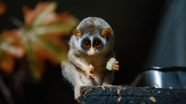 Το μοναδικό δηλητηριώδες πρωτεύον θηλαστικό: Τόσο χαριτωμένο που μπορεί να σκοτώσει άνθρωπο (vid)