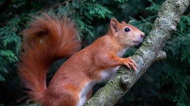 Μεγάλη διαδικτυακή εκστρατεία: Οι κόκκινοι προς εξαφάνιση σκίουροι πρέπει να αποκτήσουν το δικό τους emoji