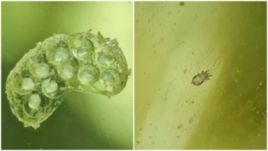 YouTuber έβαλε νερό αποχέτευσης σε βάζο: Τι ζωντανοί οργανισμοί εμφανίστηκαν μέσα σε λίγες εβδομάδες (vid)