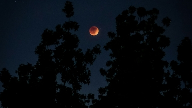 Μπορούν τα δέντρα να «προβλέψουν» μια ηλιακή έκλειψη; Οι επιστήμονες έχουν την απάντηση! 