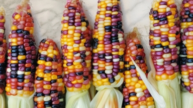 Glass Gem Corn: Το καλαμπόκι που λάμπει όπως οι πολύτιμοι λίθοι