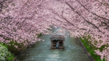 Ιαπωνία: Ακυρώνεται το φεστιβάλ με τις ανθισμένες κερασιές λόγω του μαζικού τουρισμού