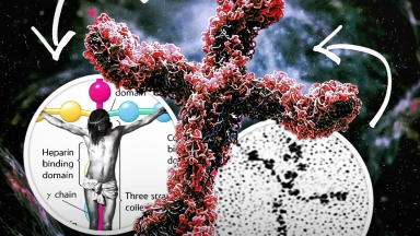 Είναι η λαμινίνη η «πρωτεΐνη του Θεού»; Τι ισχύει