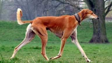 Σαλούκι: Η αρχαιότερη ράτσα σκύλου στον κόσμο;