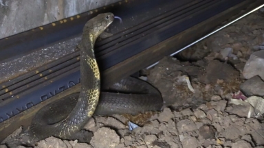 Φίδια... στο τρένο: Πώς οι βασιλικές κόμπρες «ταξιδεύουν» κατά λάθος στην Ινδία